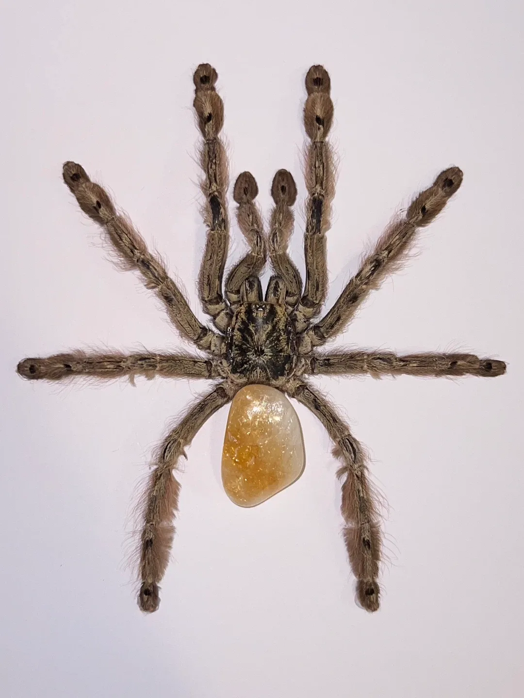 Framed Tarantulas - photo 2