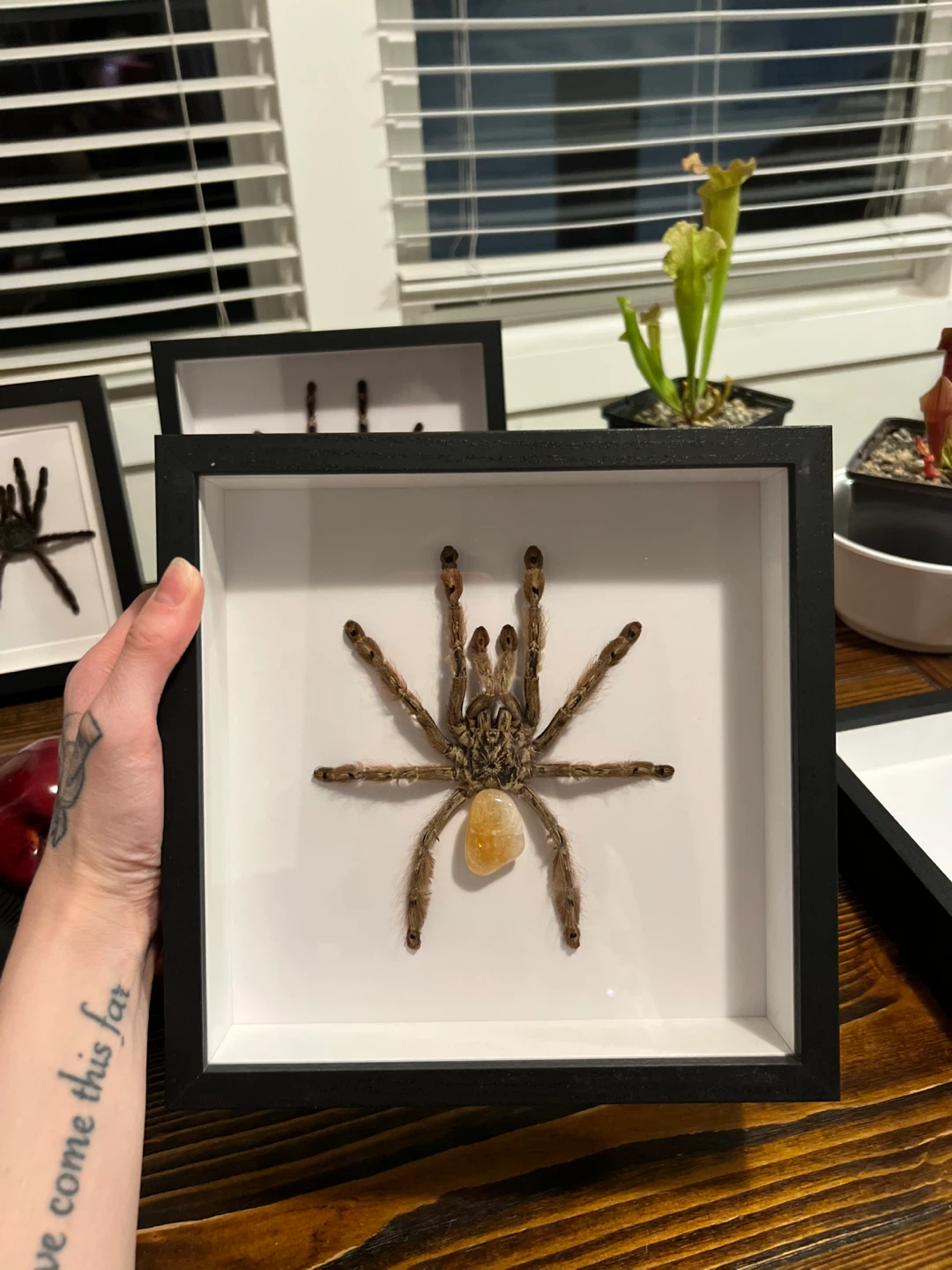 Framed Tarantulas - photo 3