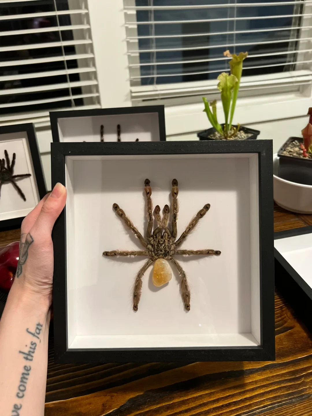 Framed Tarantulas - photo 3
