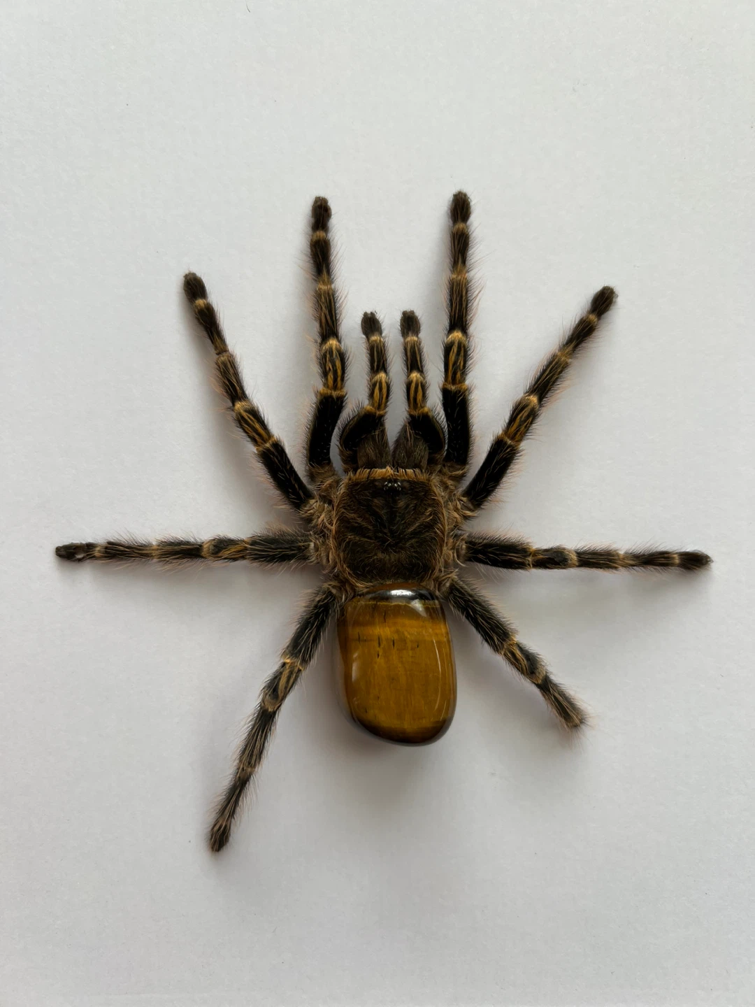 Framed Tarantulas - photo 4