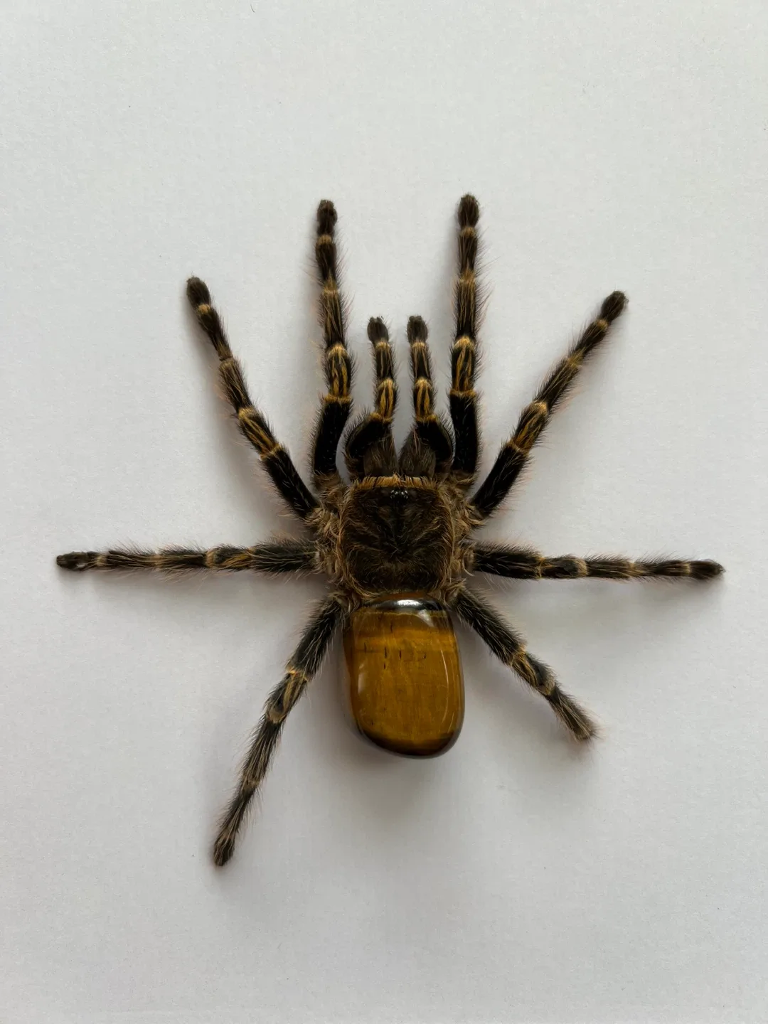 Framed Tarantulas - photo 4
