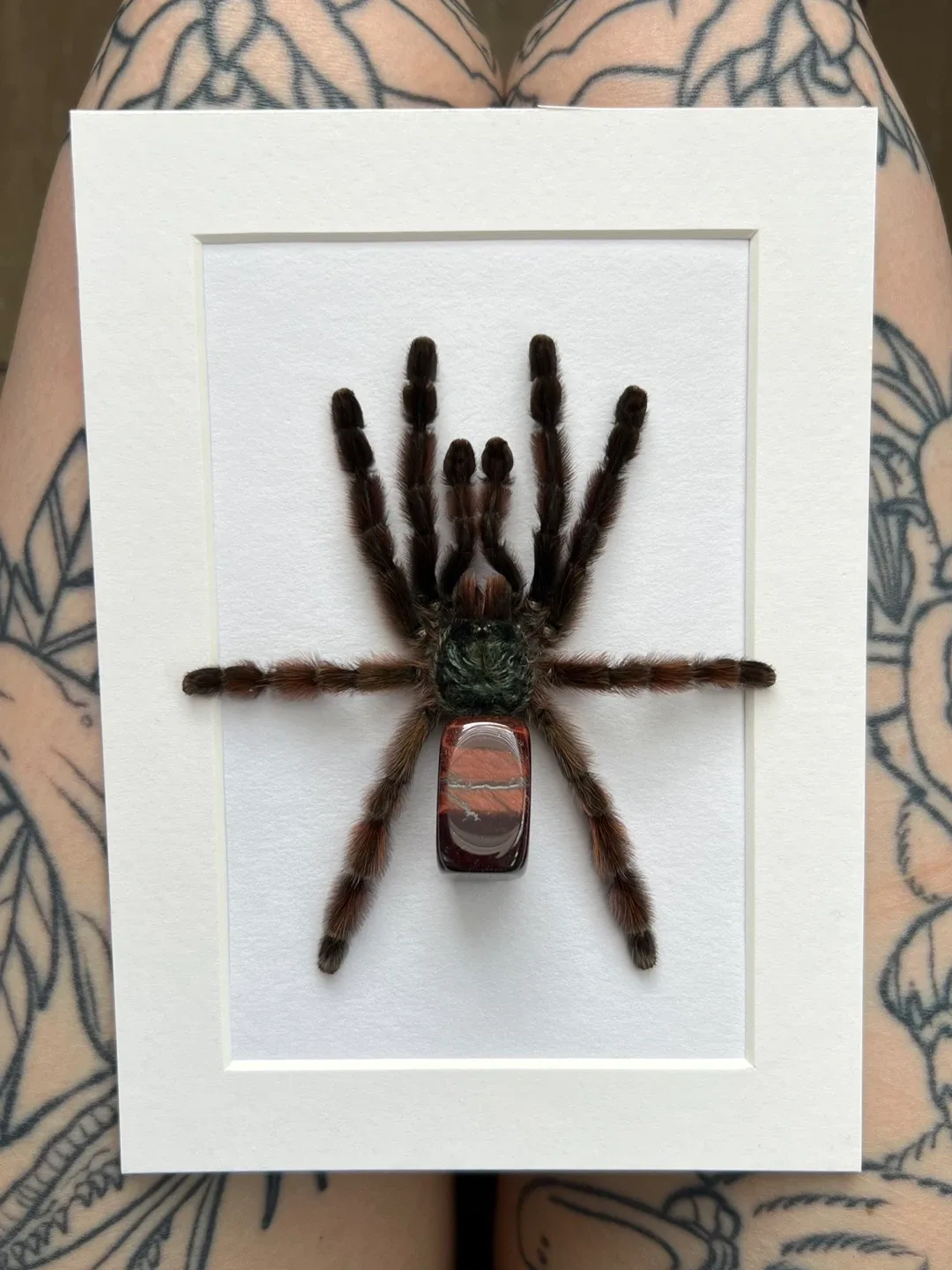 Framed Tarantulas - photo 5