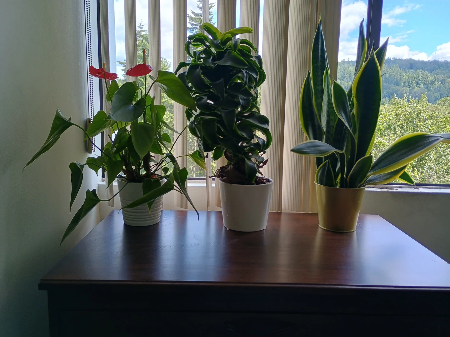 Assorted Potted Plants