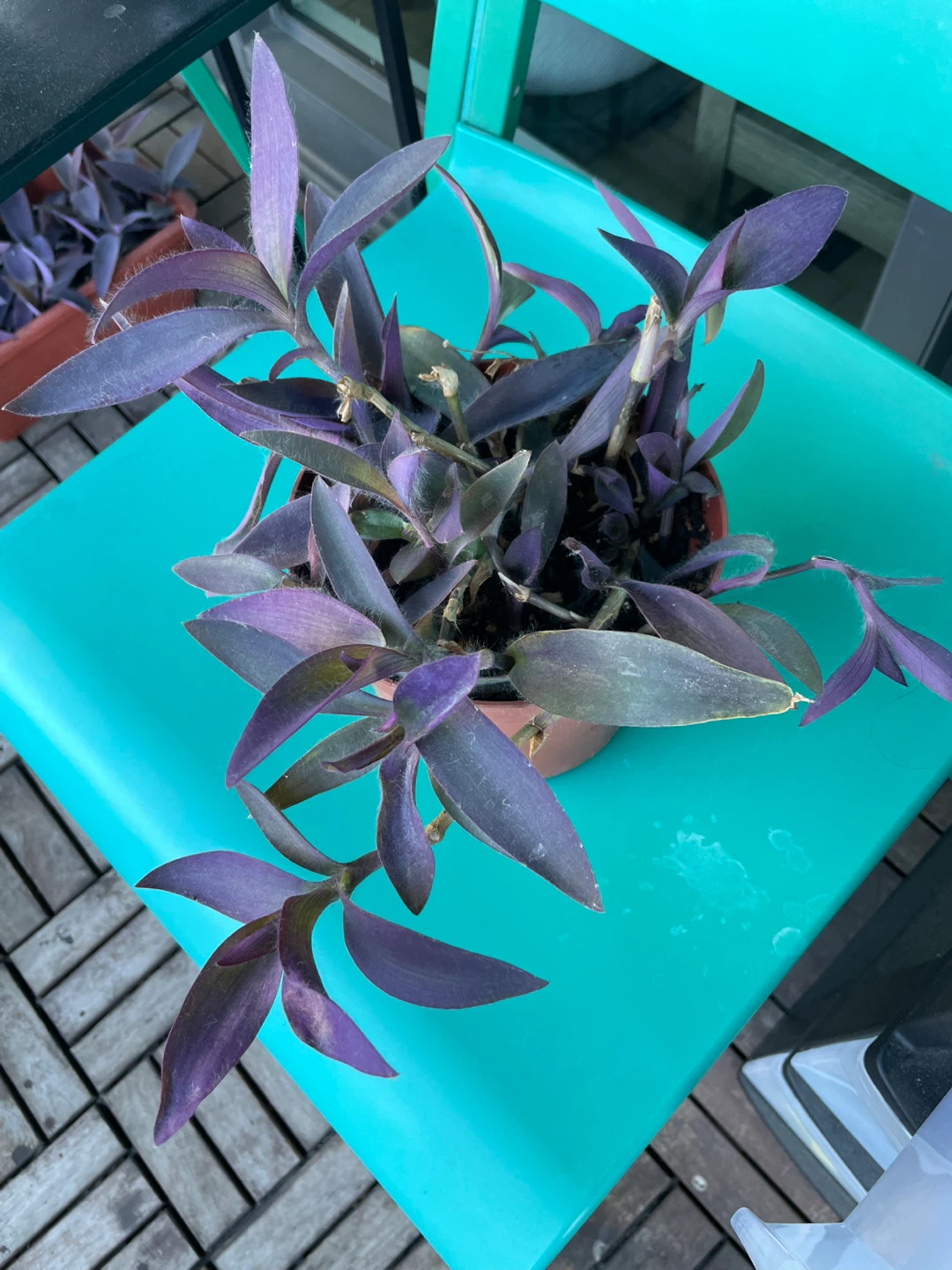 Purple Heart Plant in Pot
