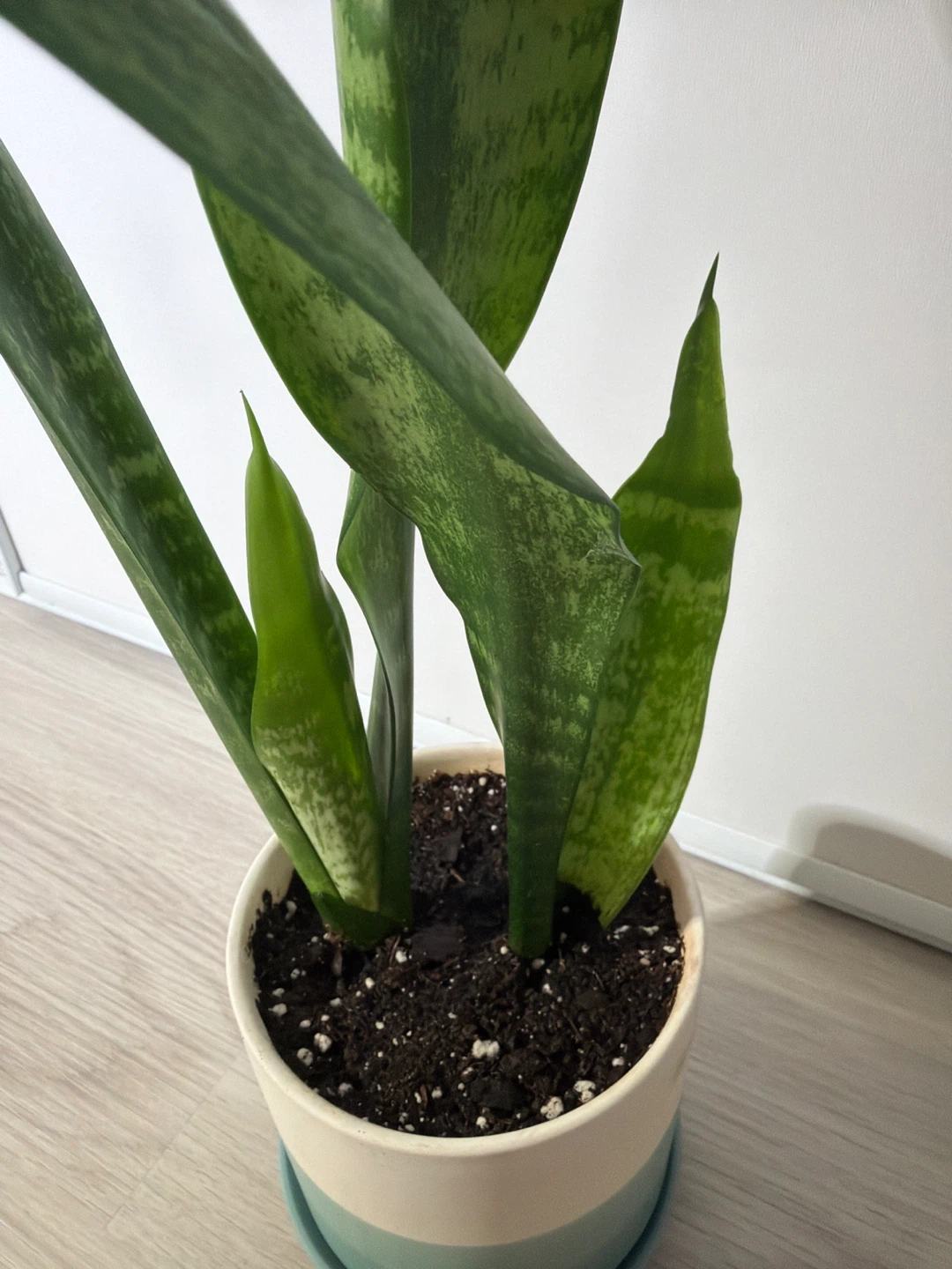 Healthy Snake Plants in a Blue White Stripe Pot - photo 3