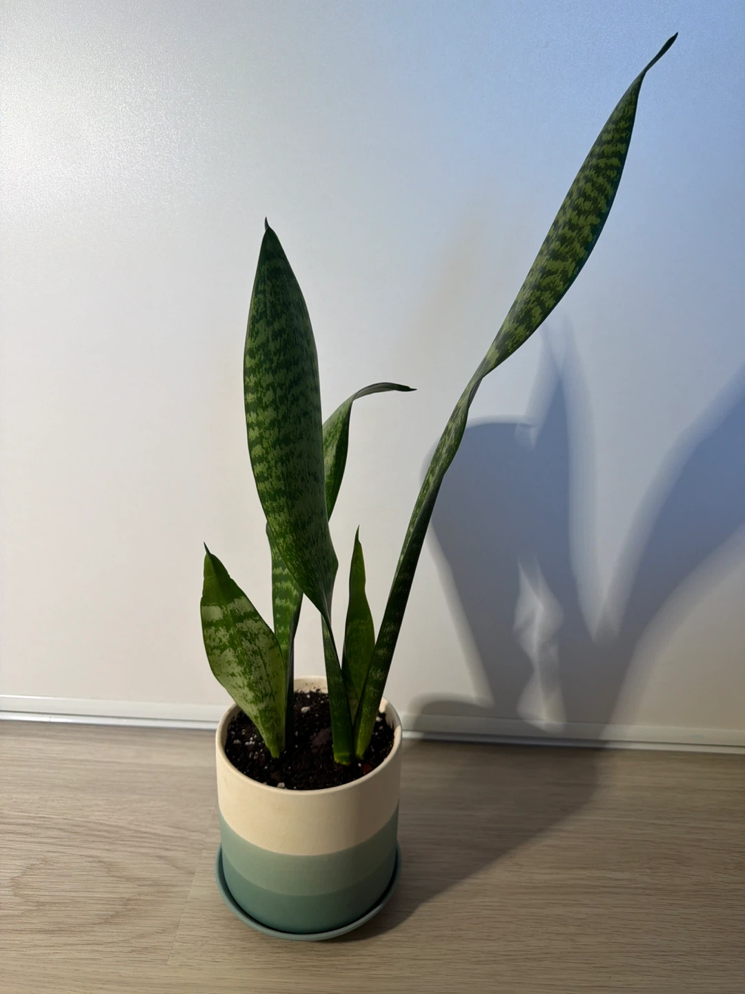 Healthy Snake Plants in a Blue White Stripe Pot