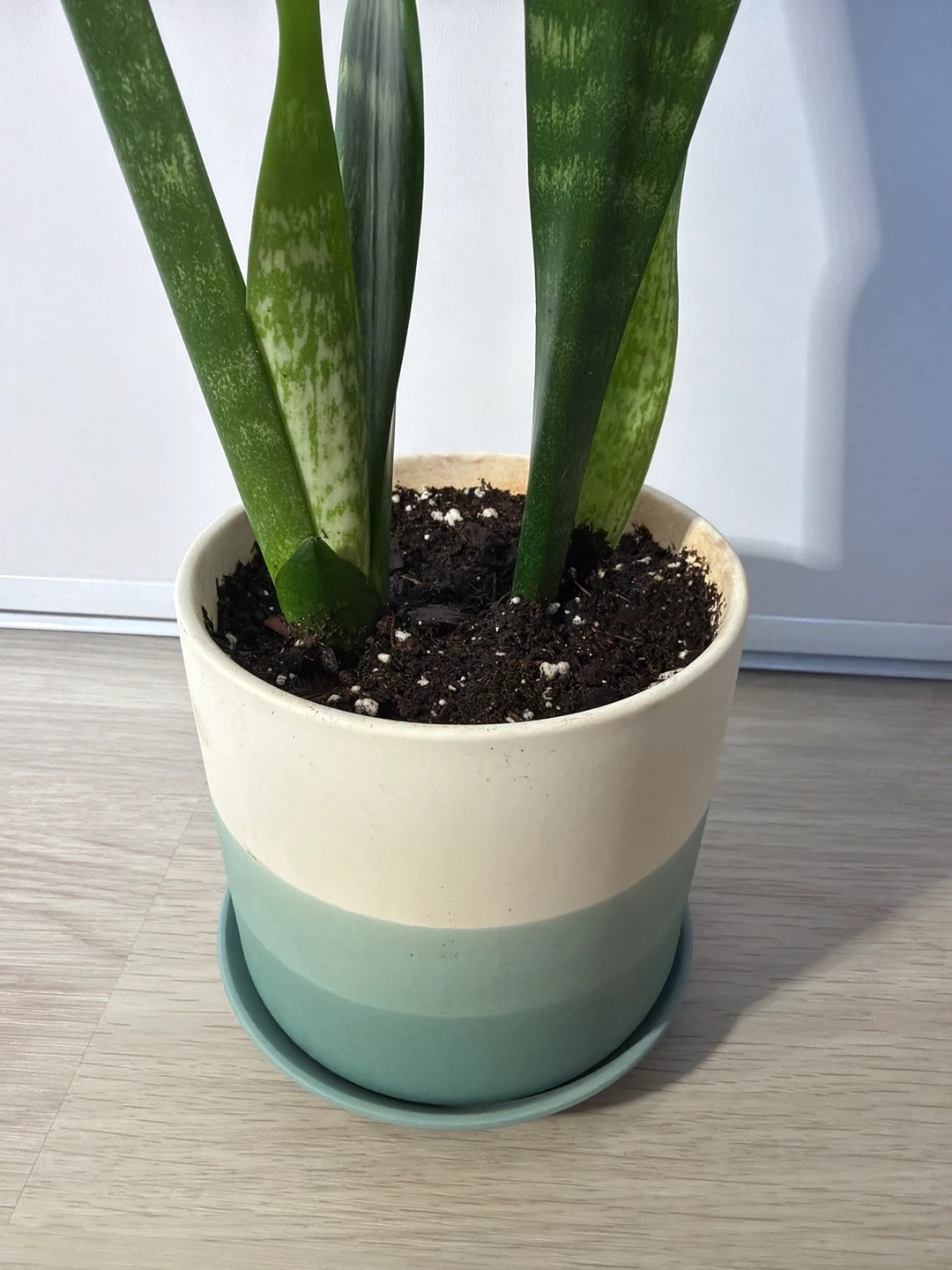 Healthy Snake Plants in a Blue White Stripe Pot - photo 4