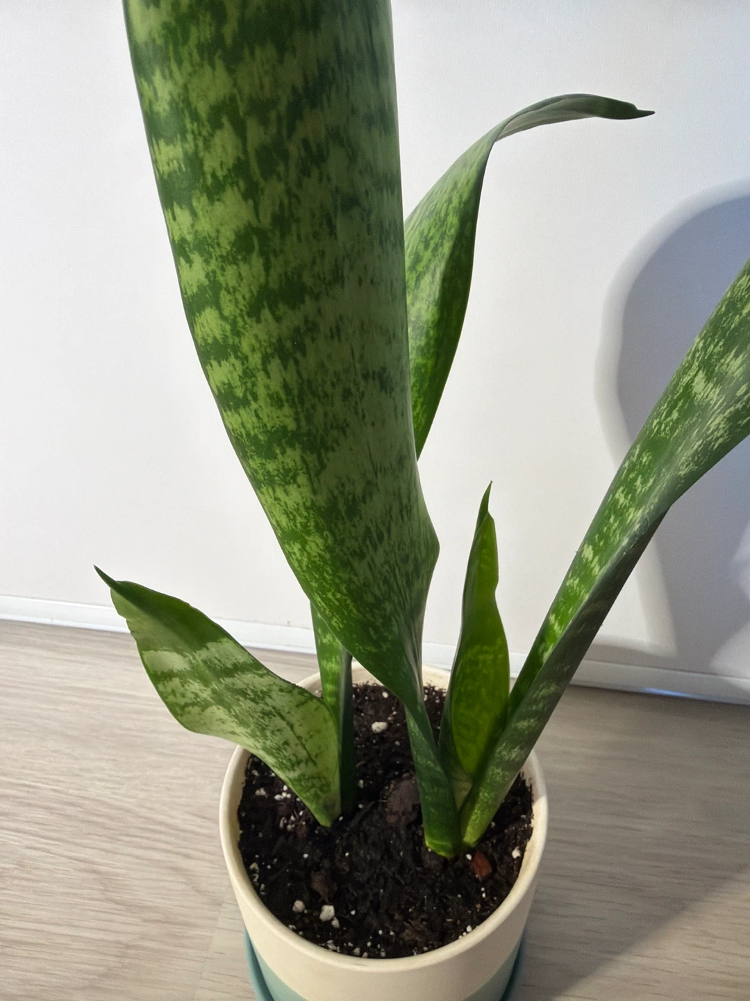 Healthy Snake Plants in a Blue White Stripe Pot - photo 2