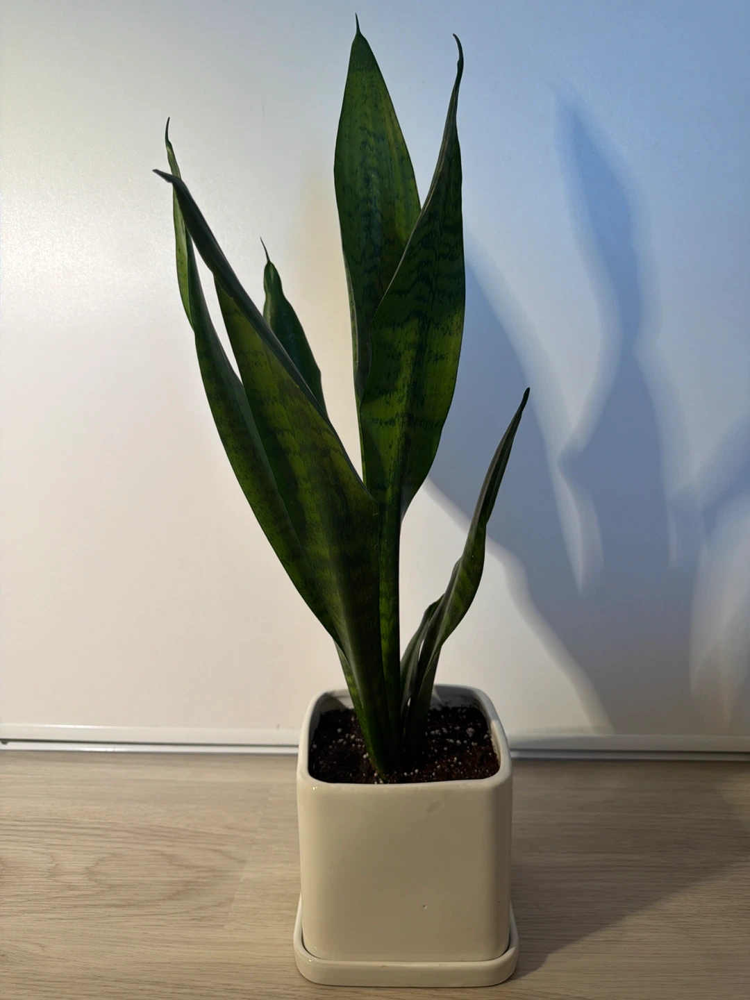 Healthy Snake Plant in a Square White Pot