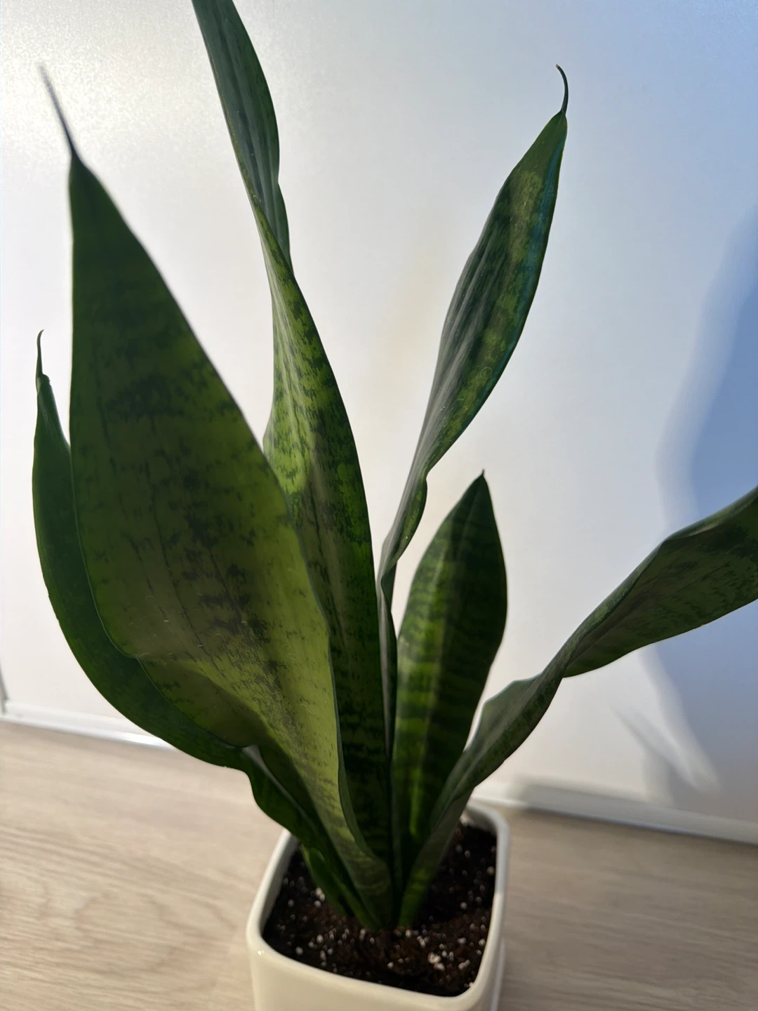 Healthy Snake Plant in a Square White Pot - photo 4