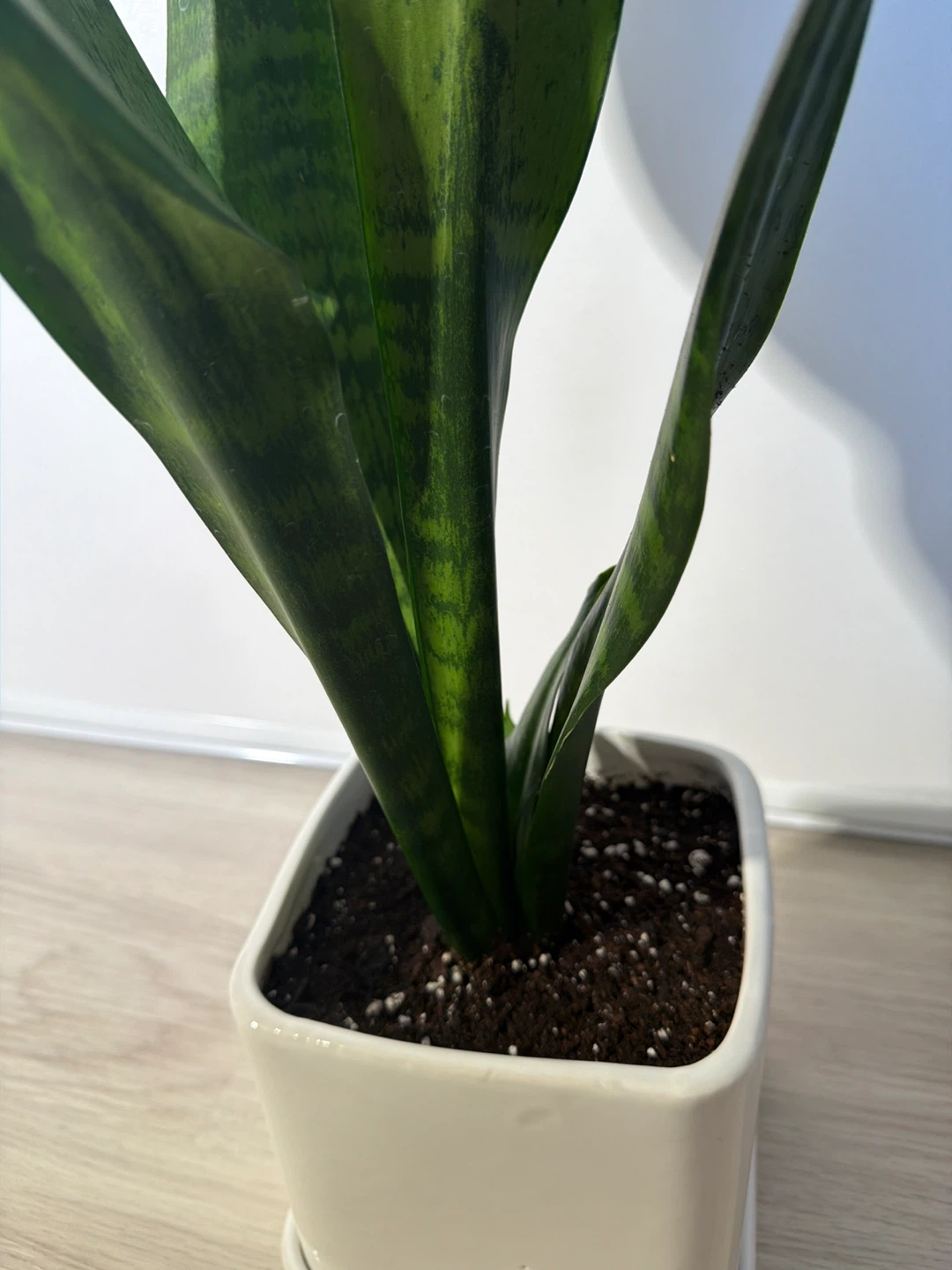 Healthy Snake Plant in a Square White Pot - photo 2