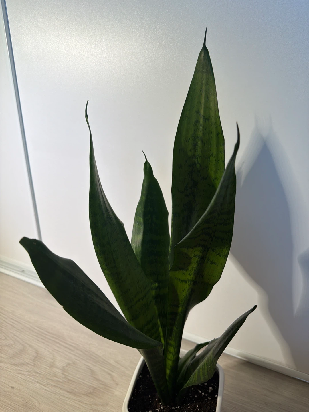 Healthy Snake Plant in a Square White Pot - photo 3