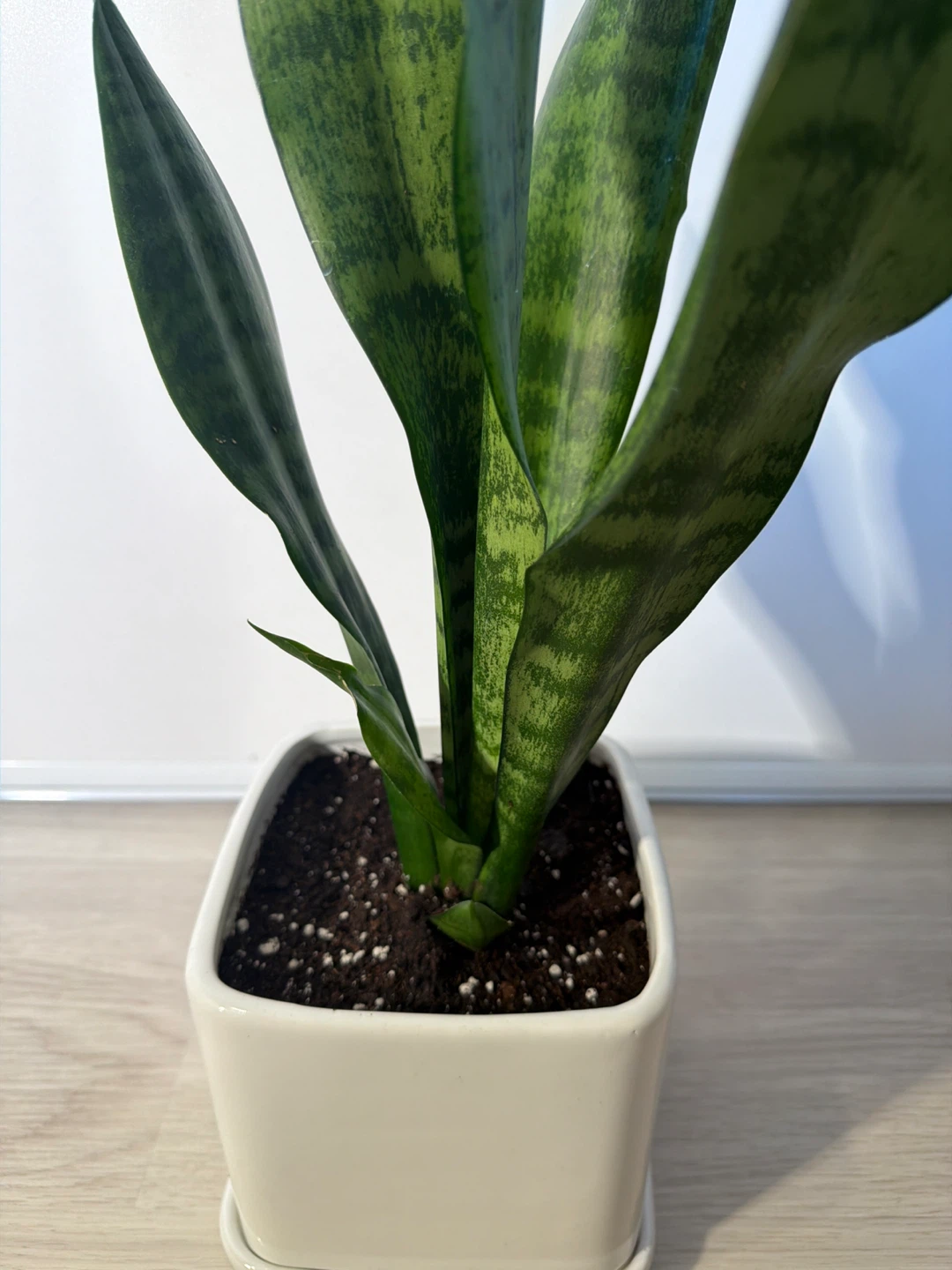Healthy Snake Plant in a Square White Pot - photo 5