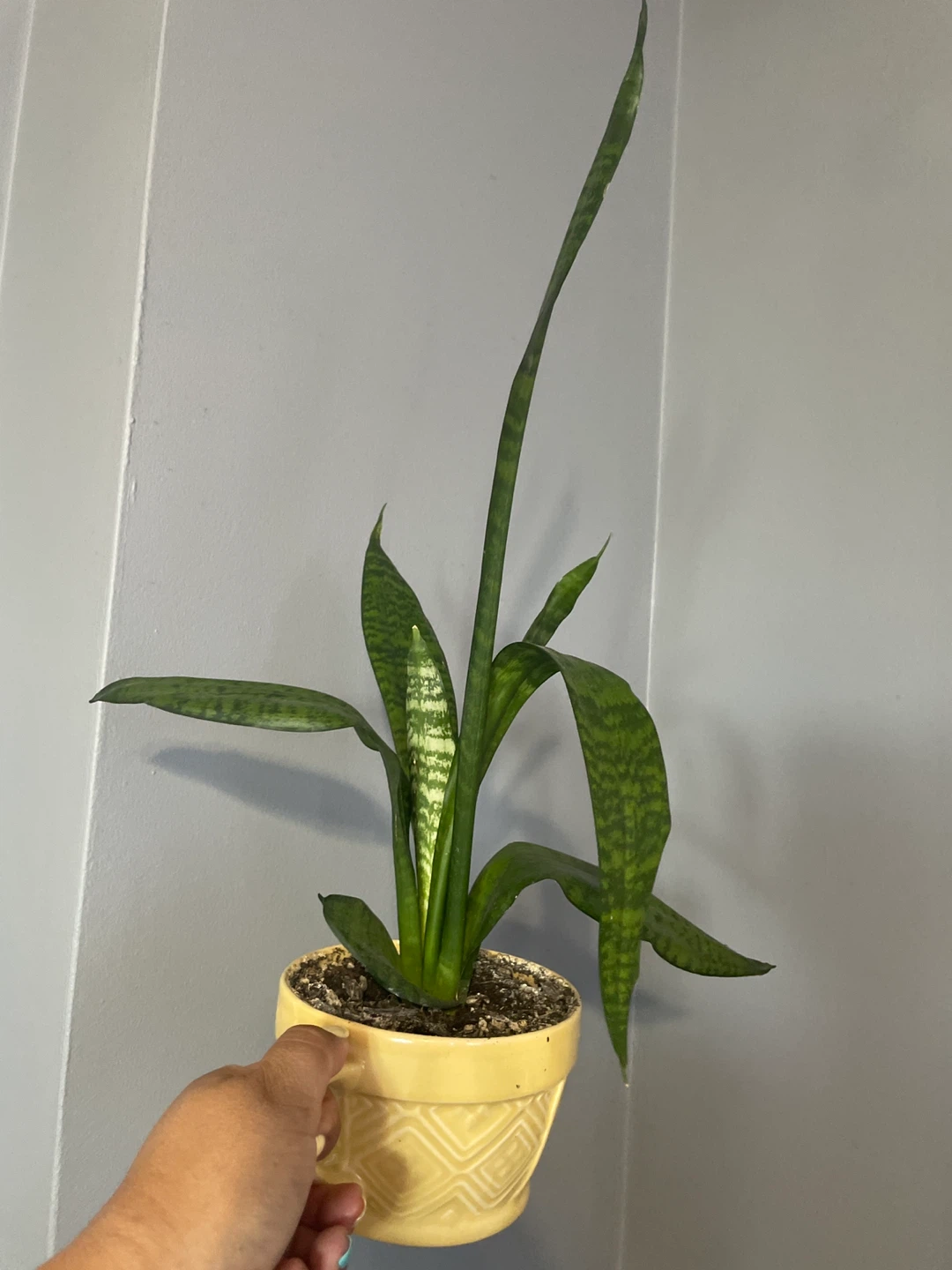 Snake Plant in Yellow Mug