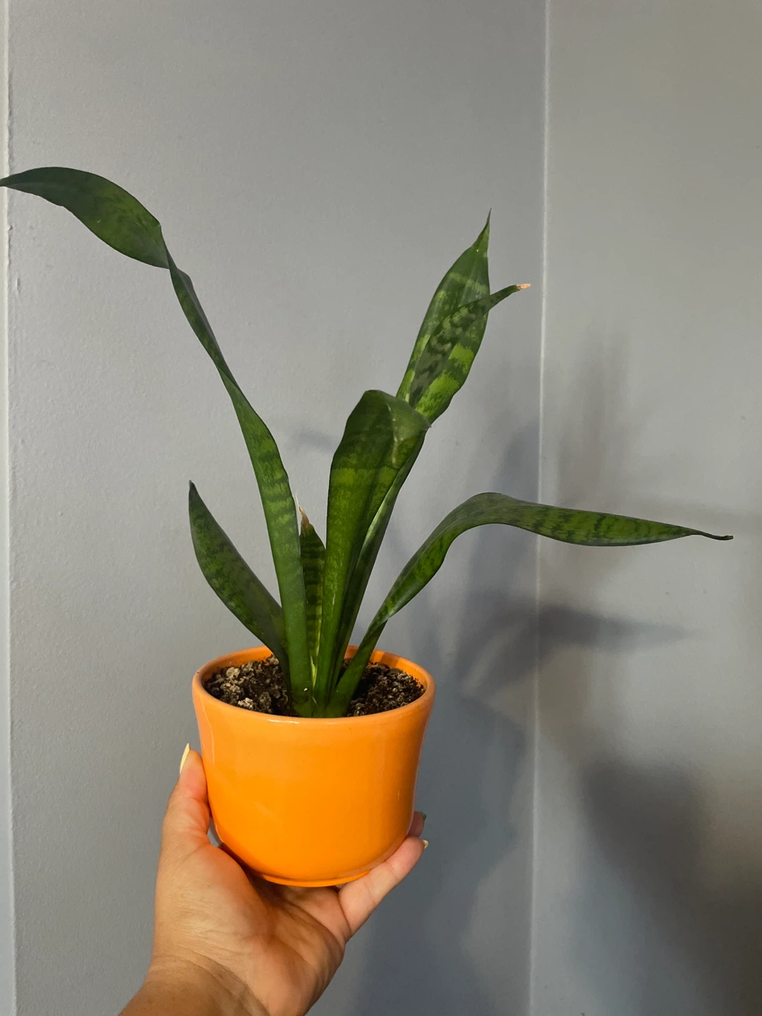 Snake Plant in Orange Pot