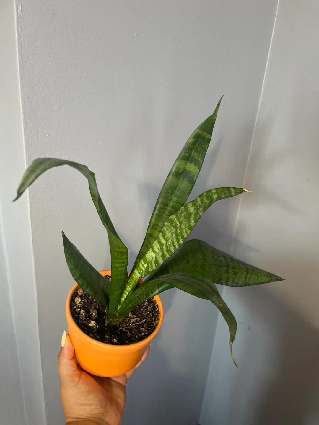 Snake Plant in Orange Pot - photo 2