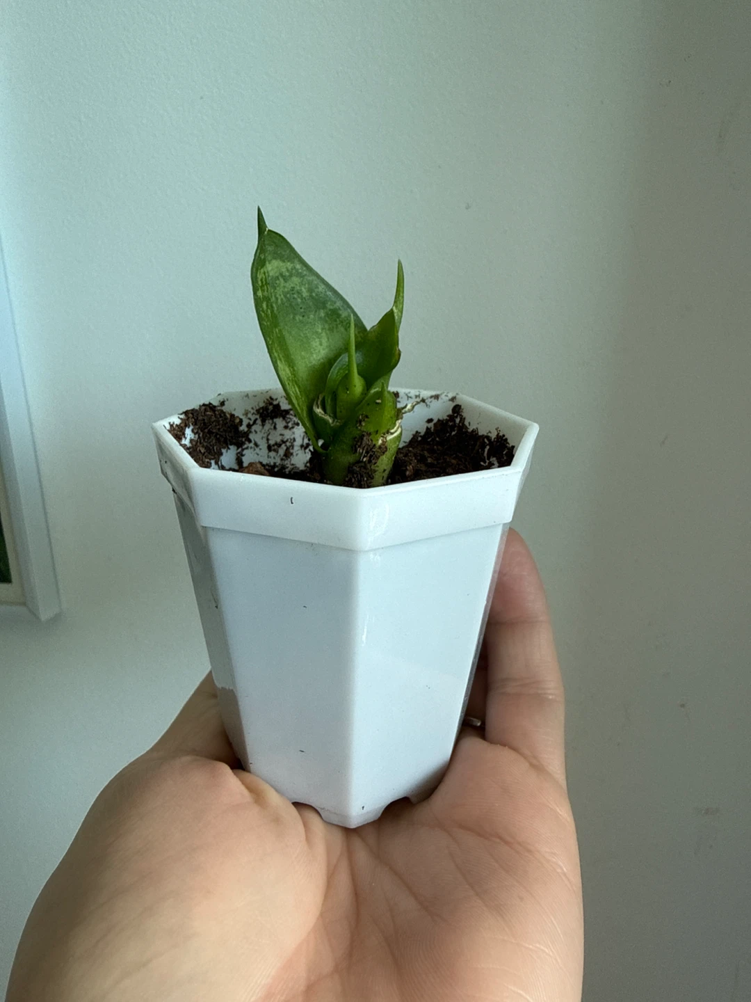 Free house plant