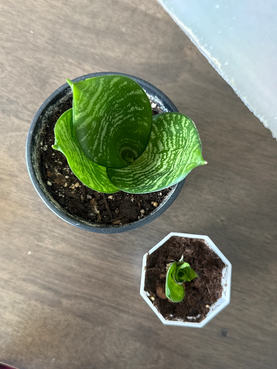 Free house plant - photo 3