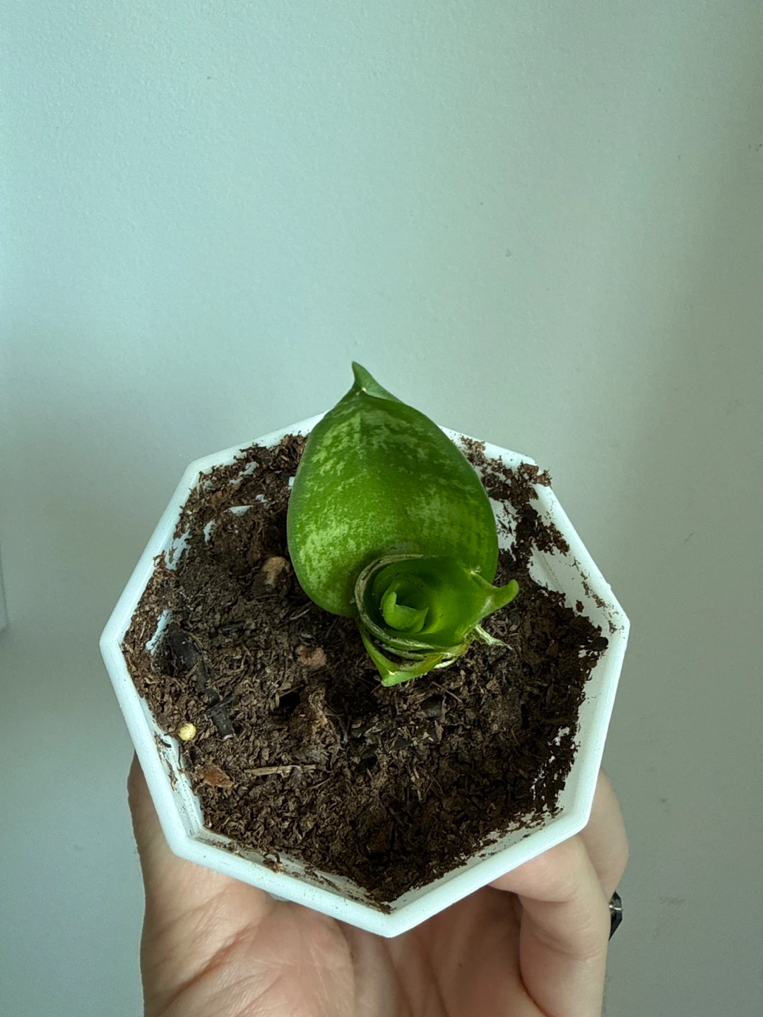 Free house plant - photo 2