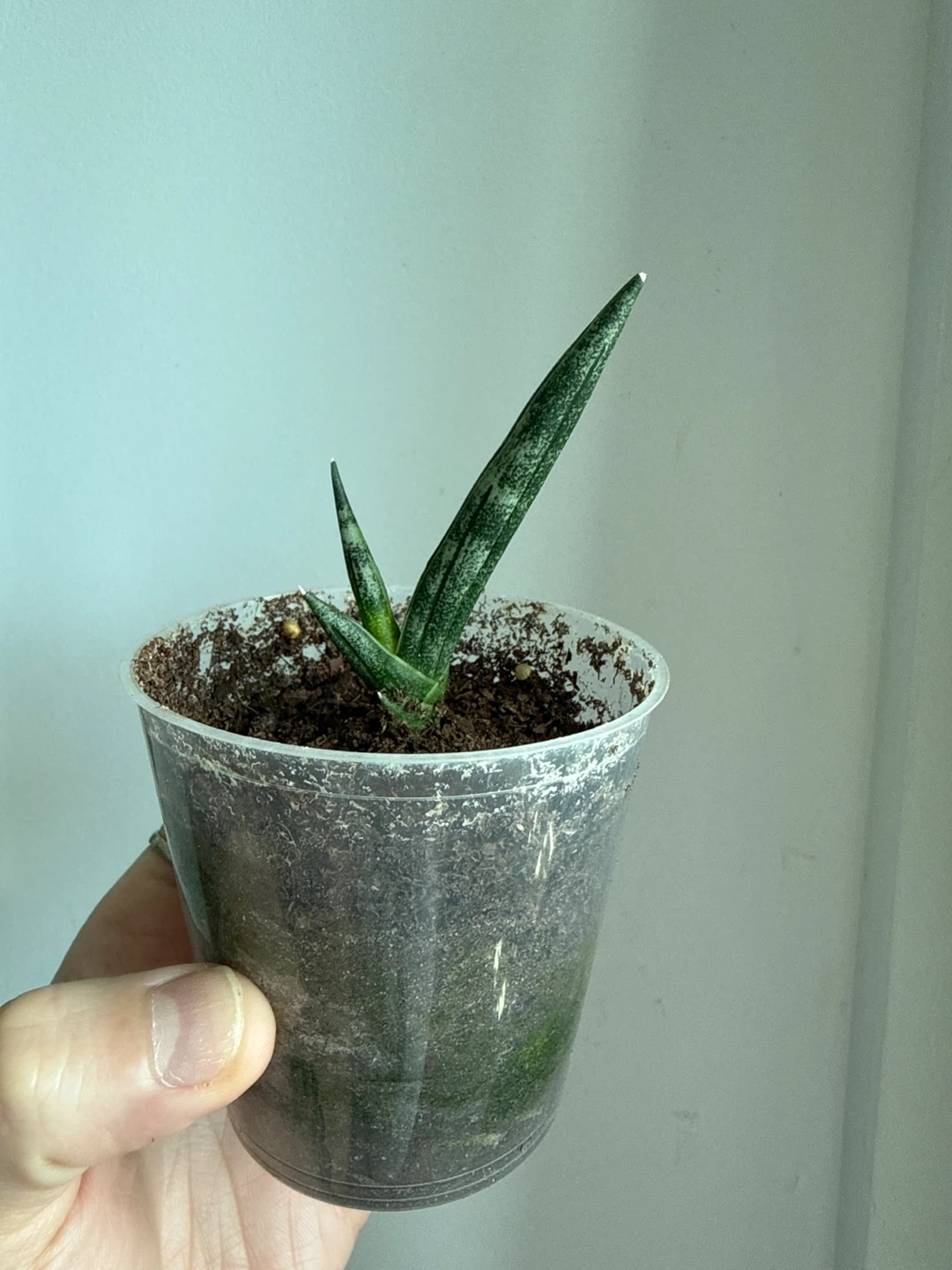 Free Sansevieria Cylindrica Snake Plant