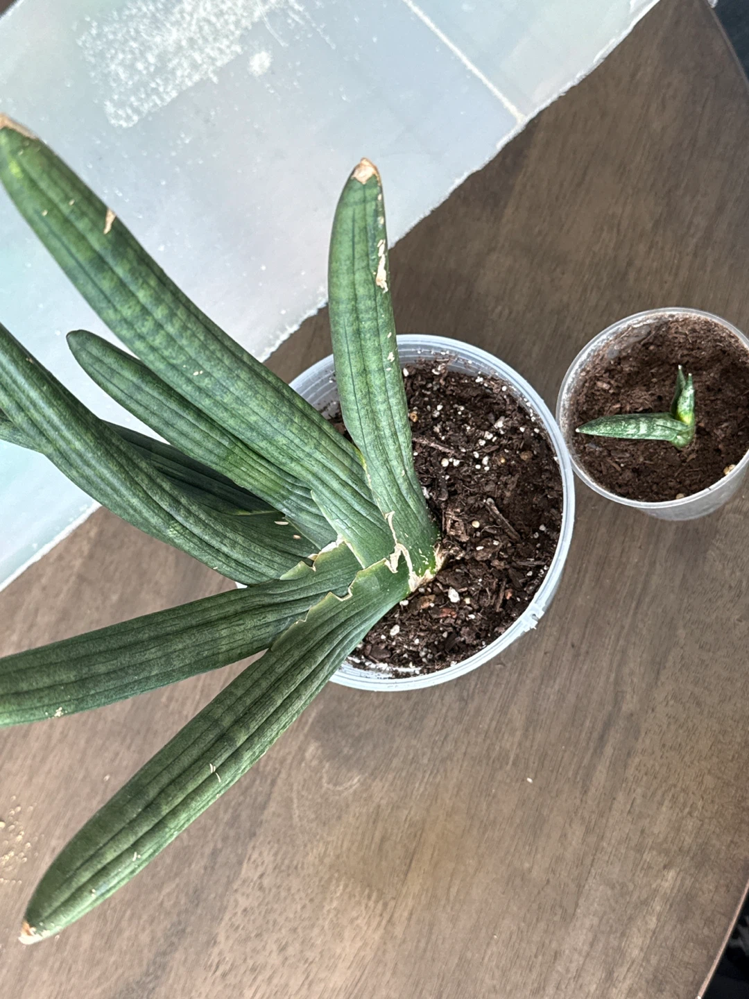 Free Sansevieria Cylindrica Snake Plant - photo 3