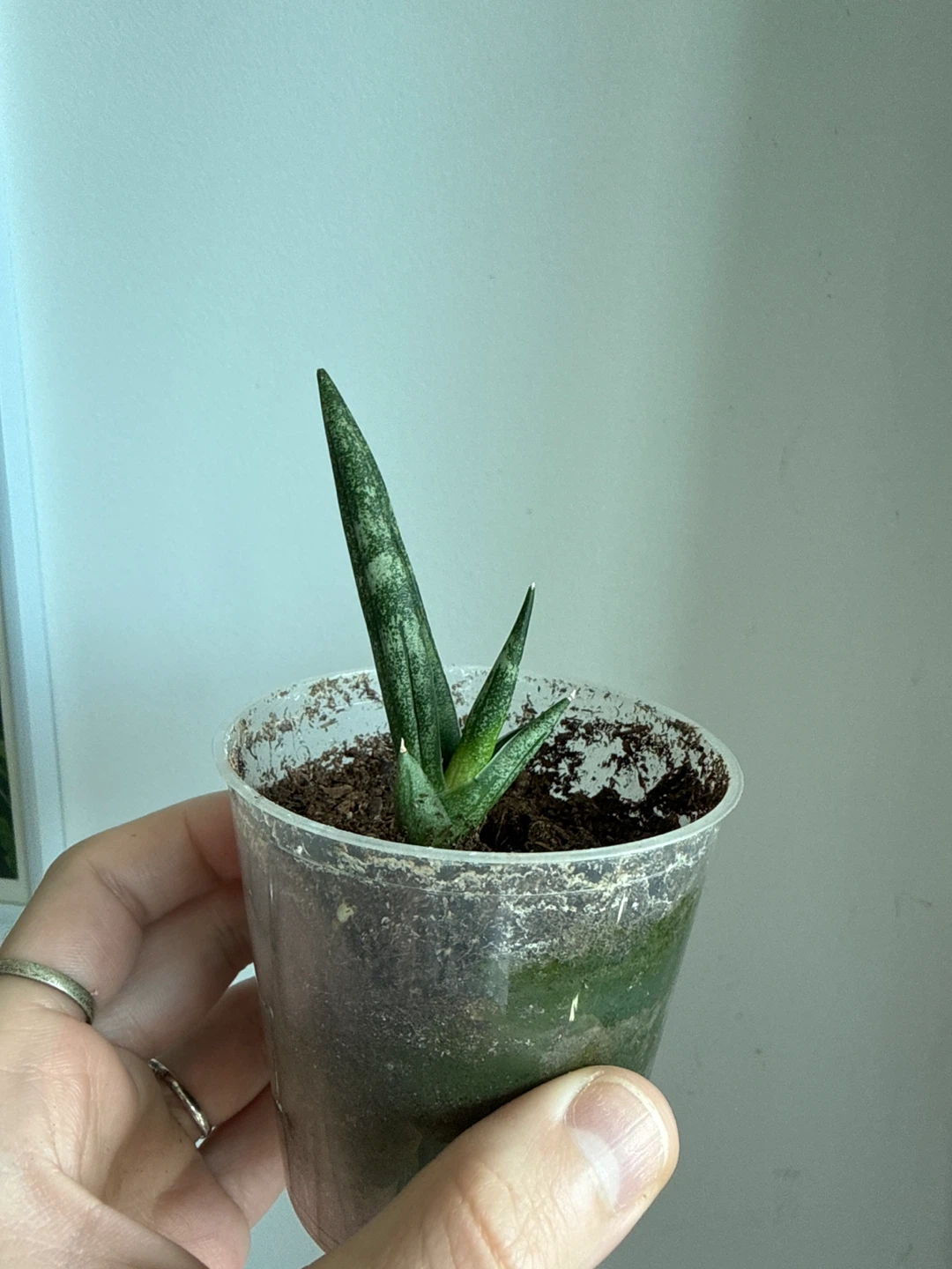 Free Sansevieria Cylindrica Snake Plant - photo 2
