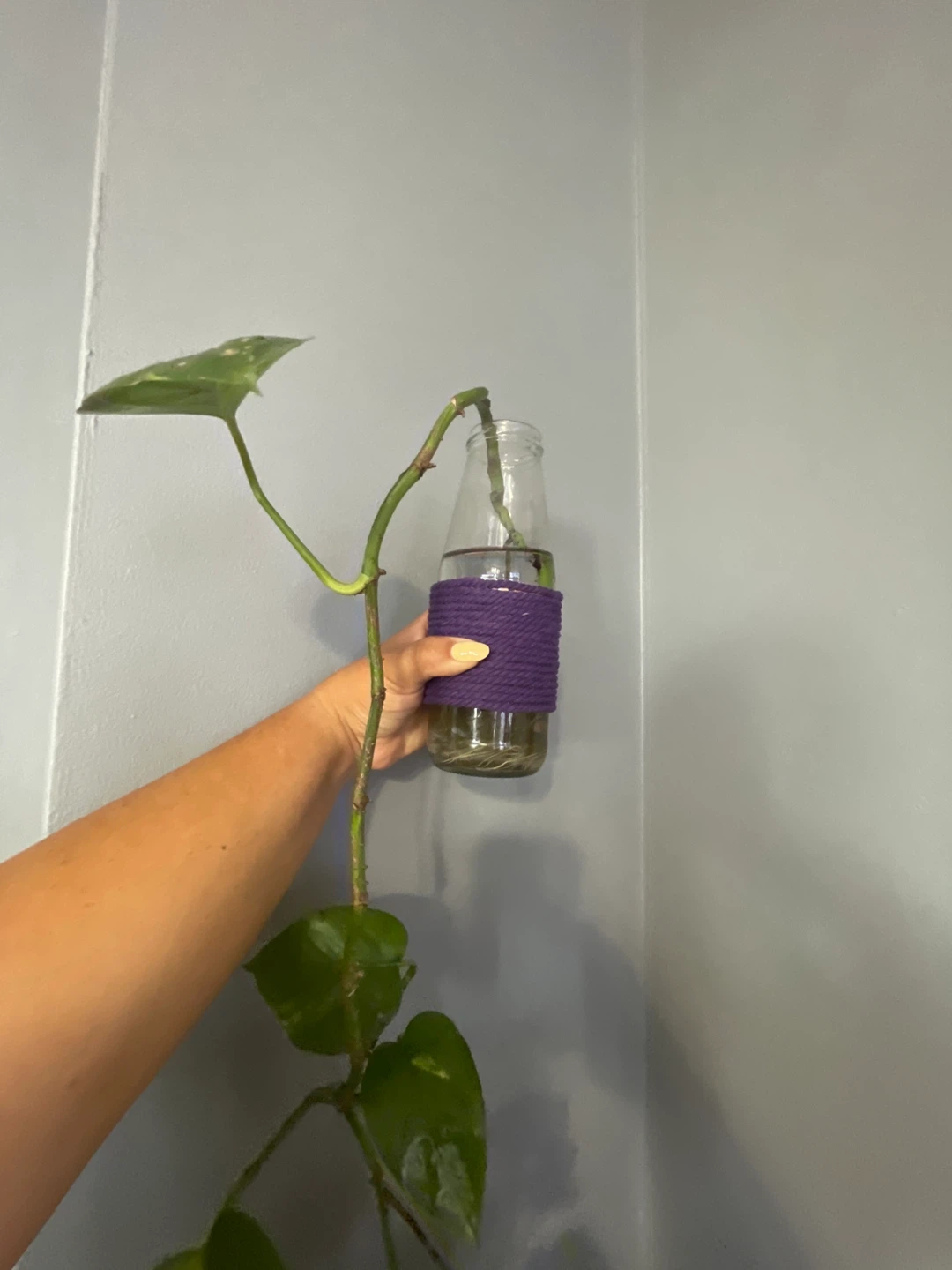 Pothos Plant Cutting in Glass Bottle - photo 3
