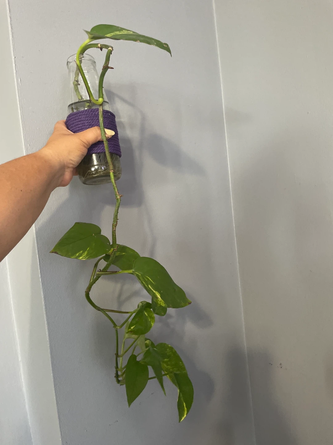 Pothos Plant Cutting in Glass Bottle