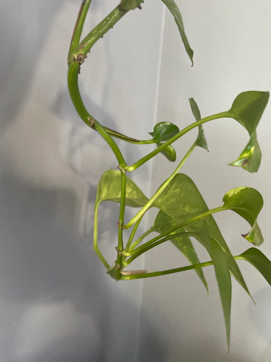Pothos Plant Cutting in Glass Bottle - photo 2