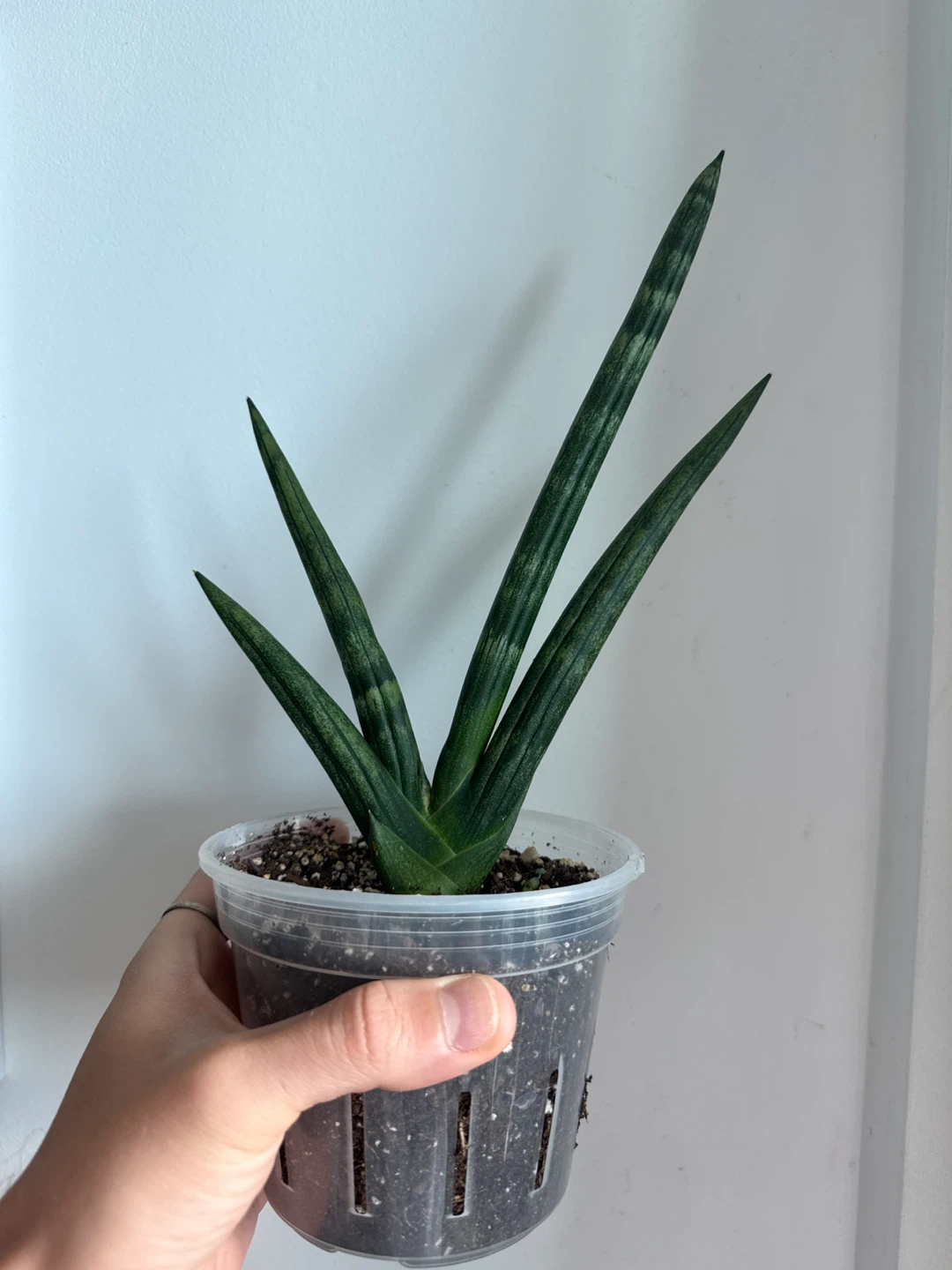 Sansevieria Cylindrica Plant