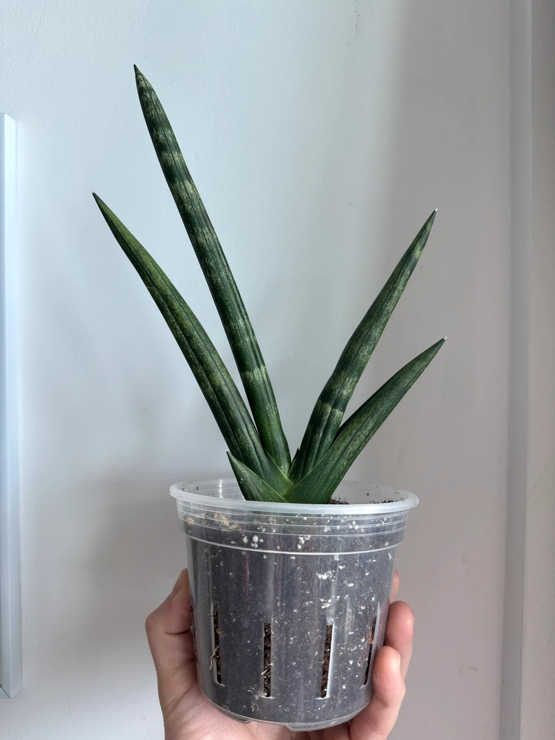 Sansevieria Cylindrica Plant - photo 2