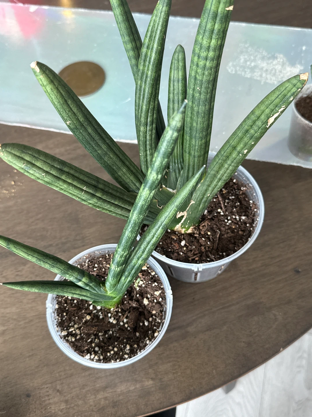 Sansevieria Cylindrica Plant - photo 3
