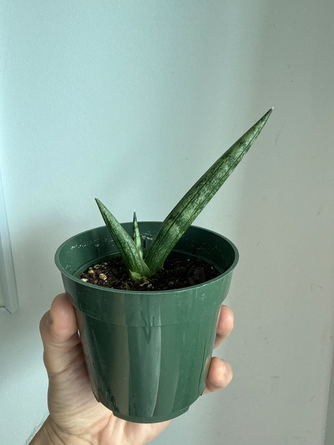 Starfish snakeplant
