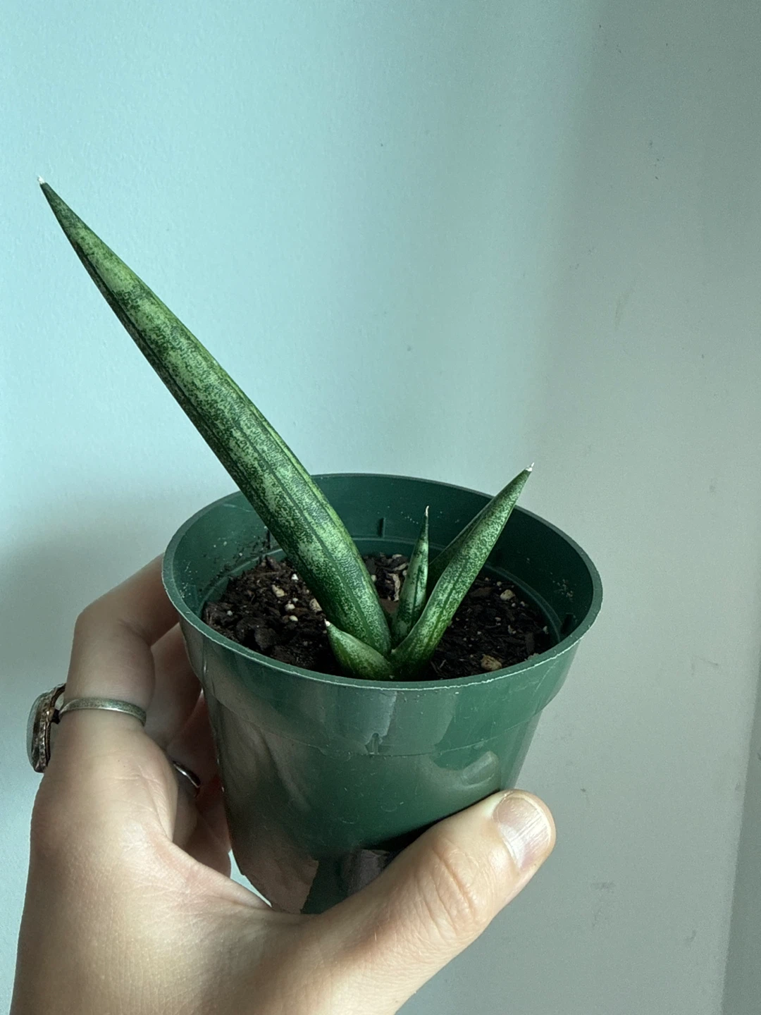 Starfish snakeplant - photo 2