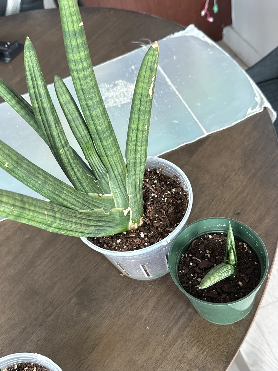 Starfish snakeplant - photo 3