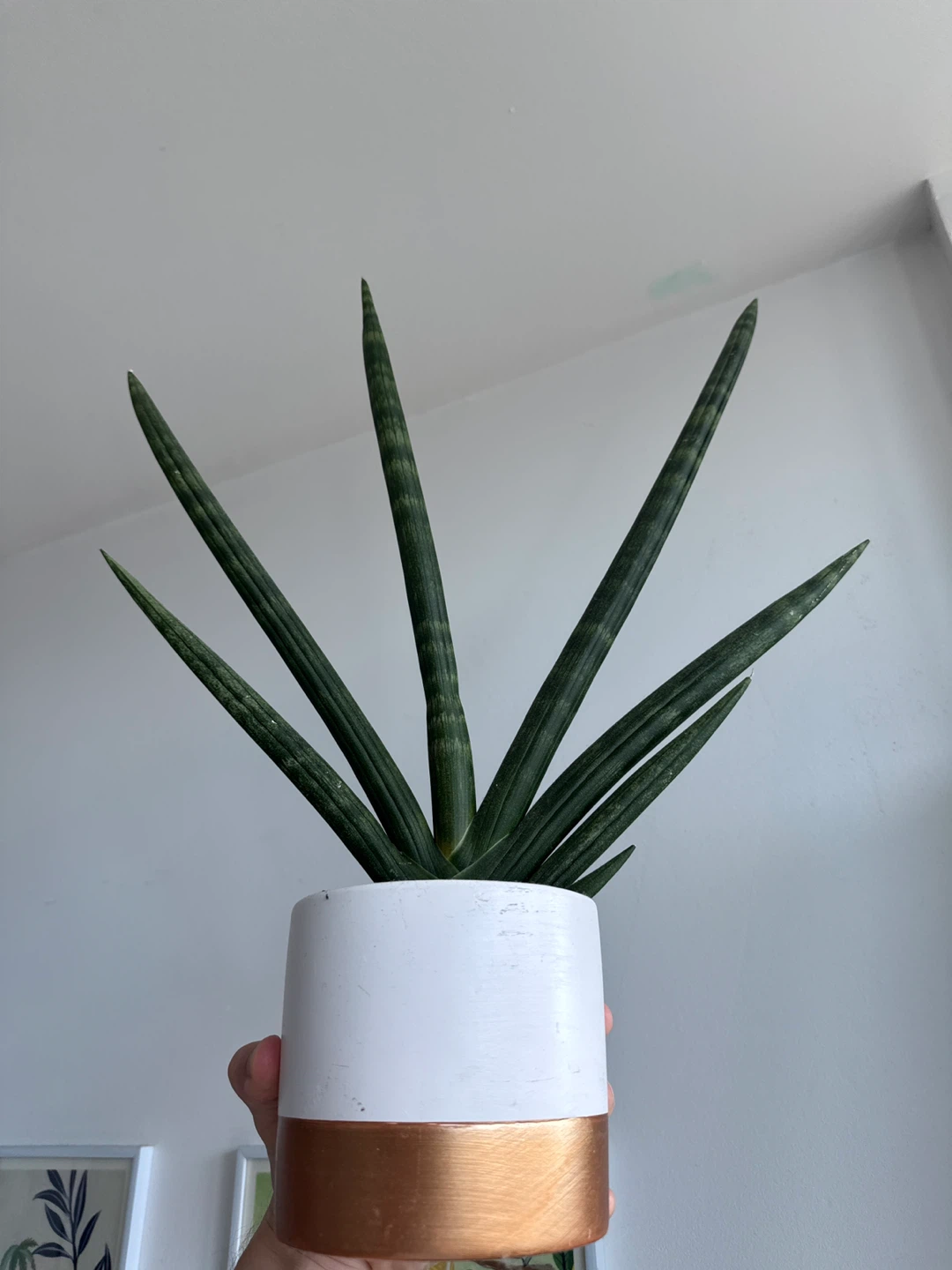 Starfish Snakeplant w pot