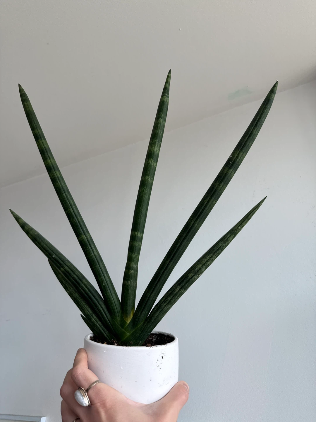 Starfish Snakeplant w pot - photo 2