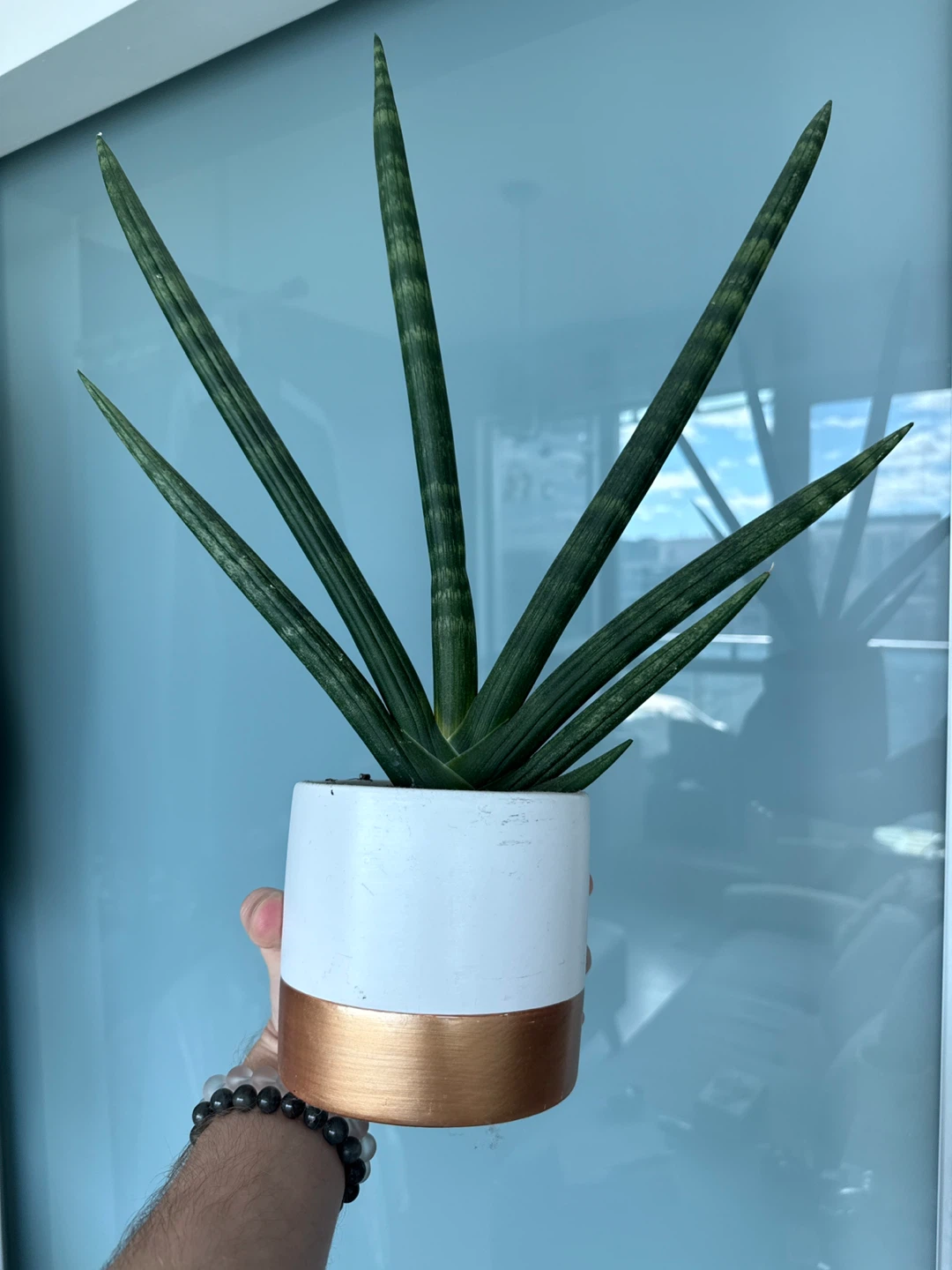Starfish Snakeplant w pot - photo 3