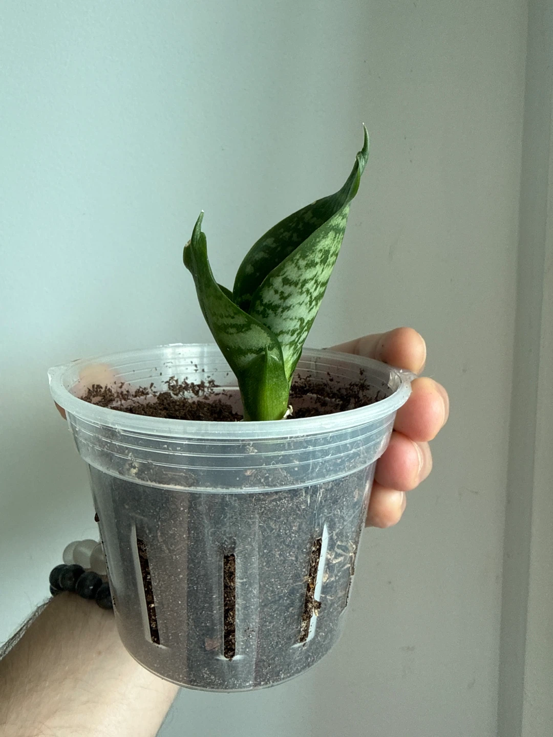 Snake Plant Cutting