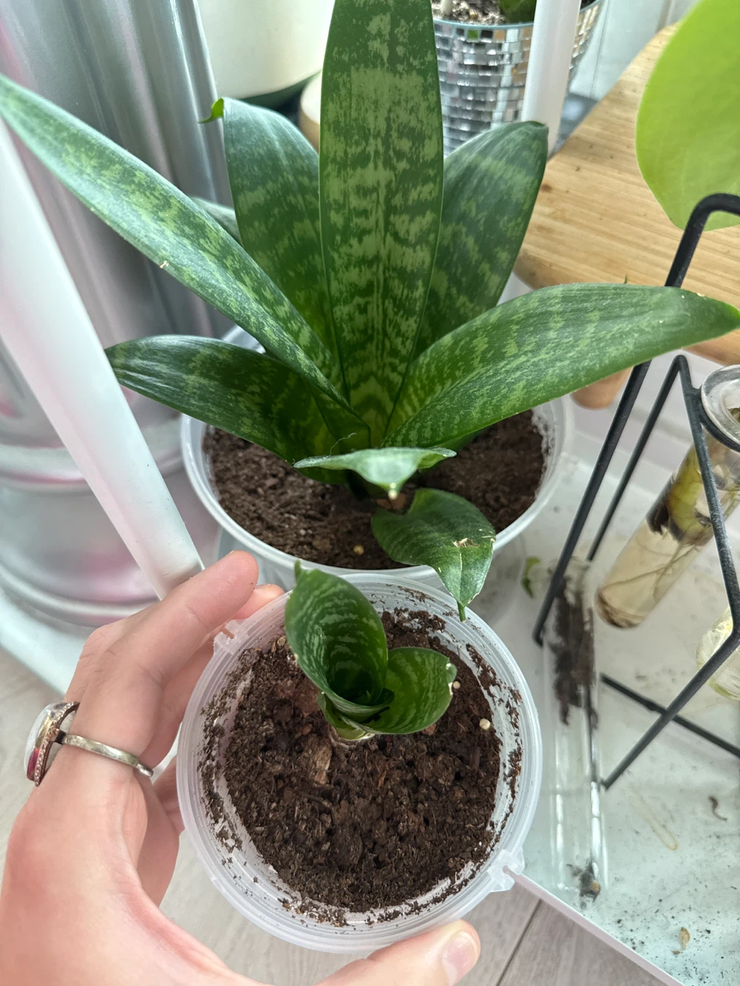 Snake Plant Cutting - photo 3