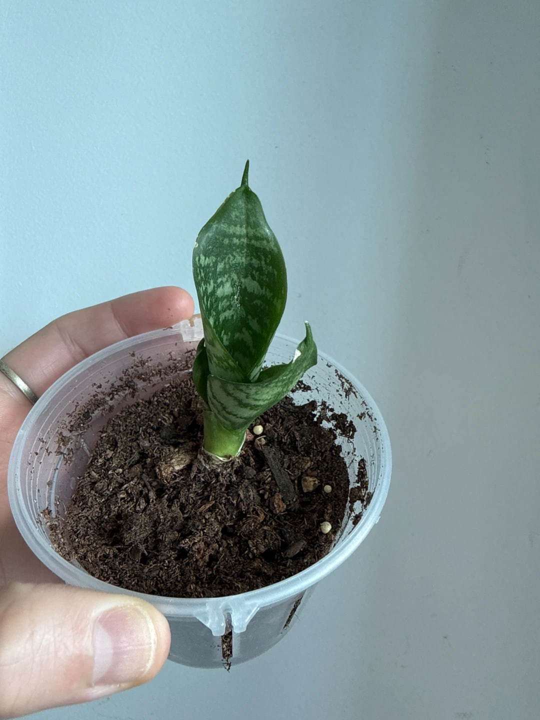 Snake Plant Cutting - photo 2