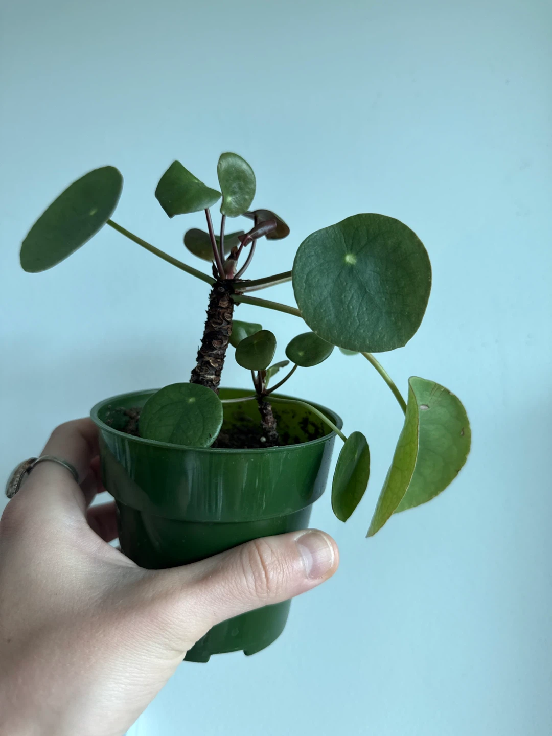 Chinese Money Plant (Pilea Peperomioides)