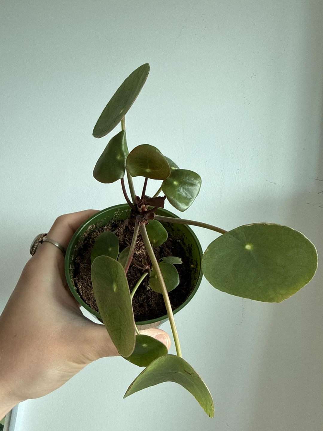 Chinese Money Plant (Pilea Peperomioides) - photo 2