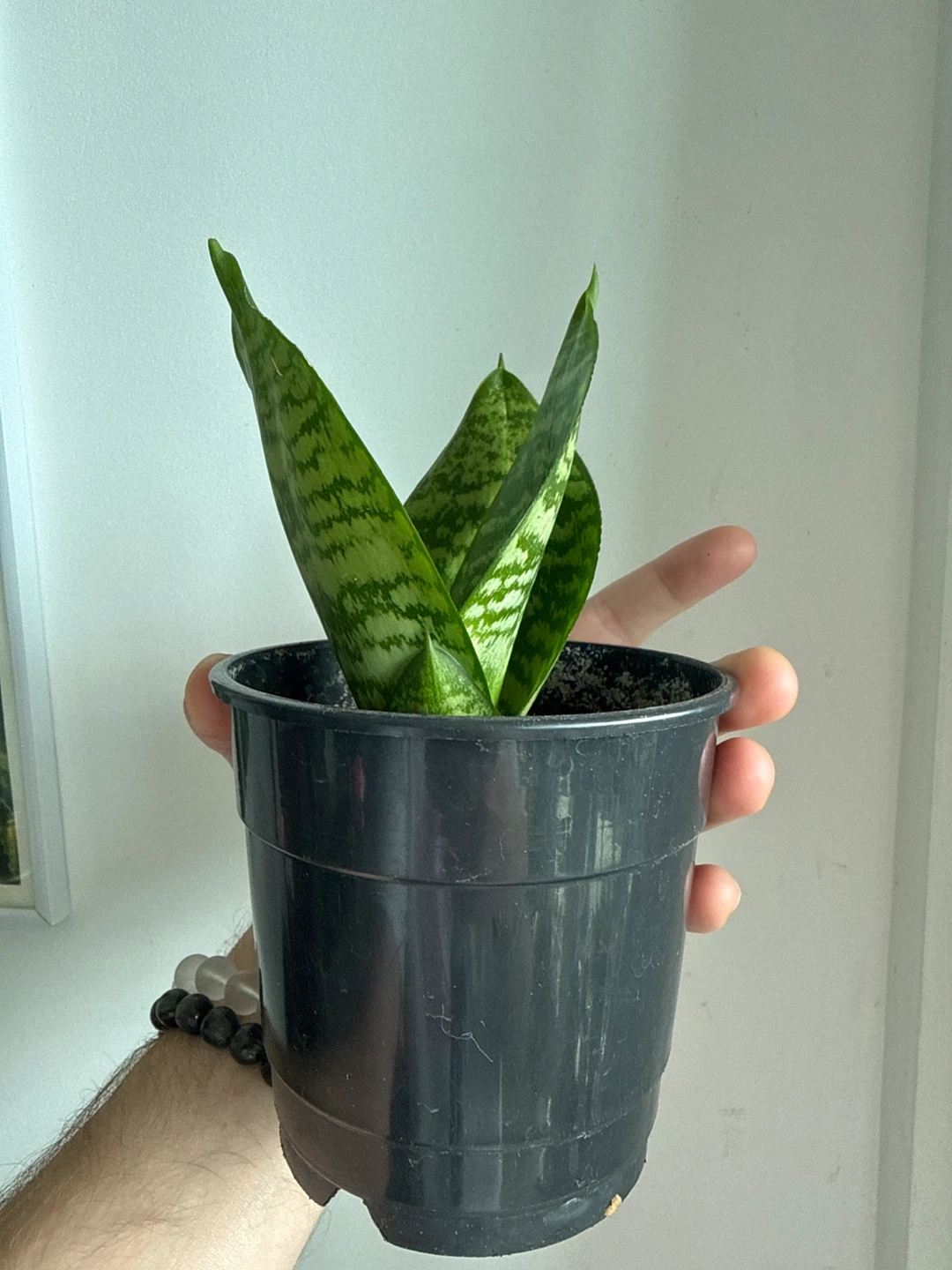 Snake Plant - Sansevieria 'Moonshine'