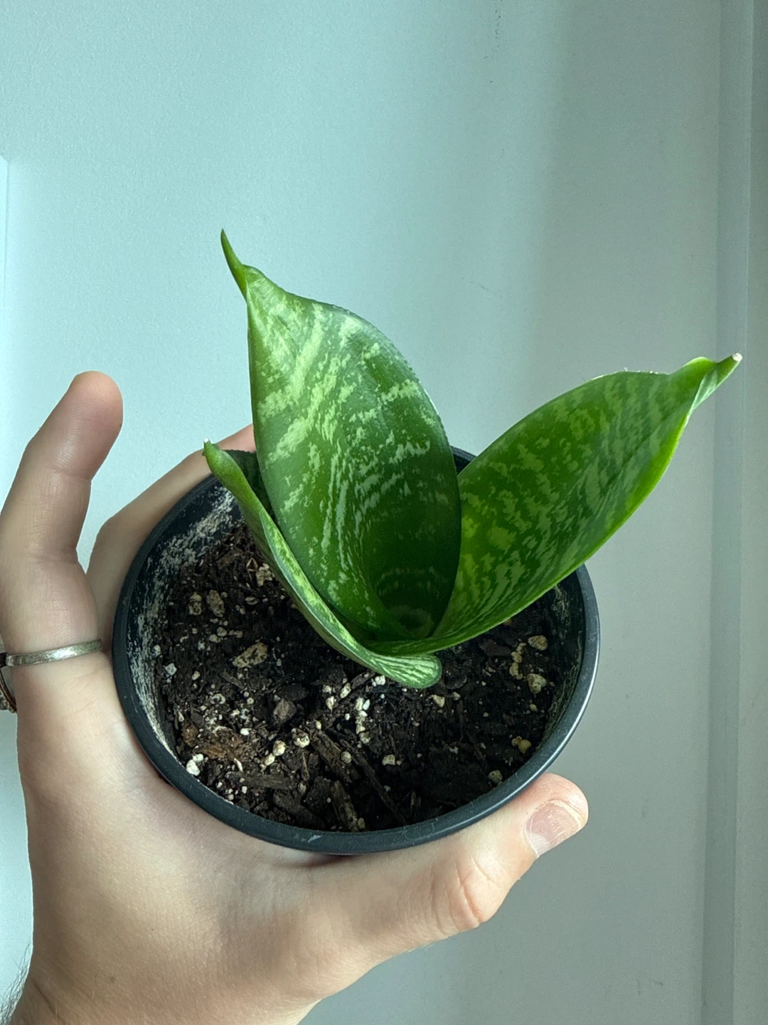 Snake Plant - Sansevieria 'Moonshine' - photo 2