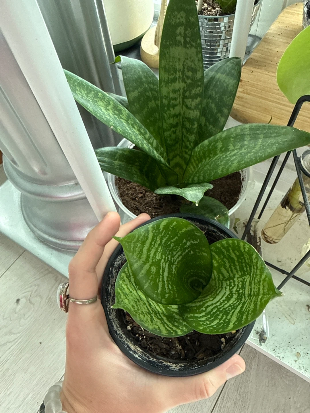 Snake Plant - Sansevieria 'Moonshine' - photo 3