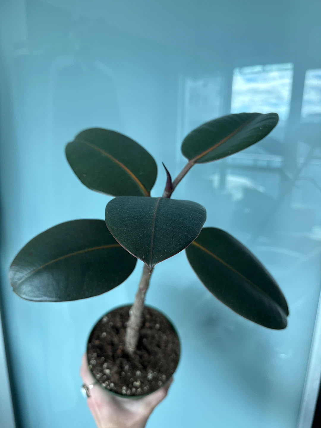 Healthy Rubber Plant