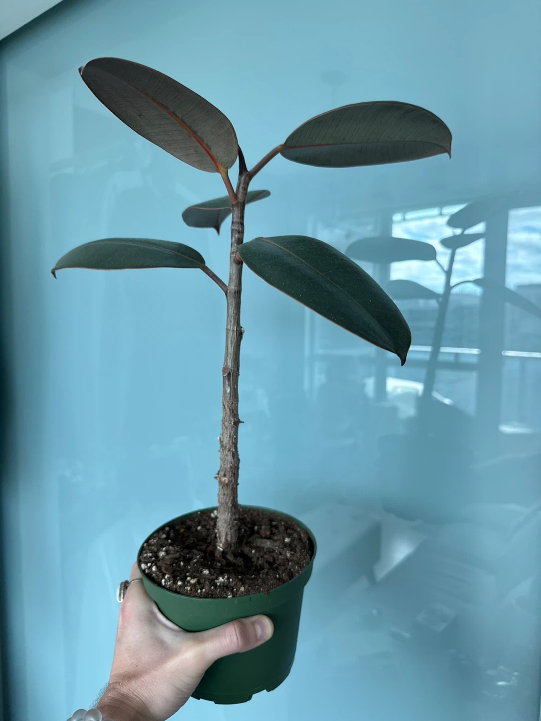 Healthy Rubber Plant - photo 2