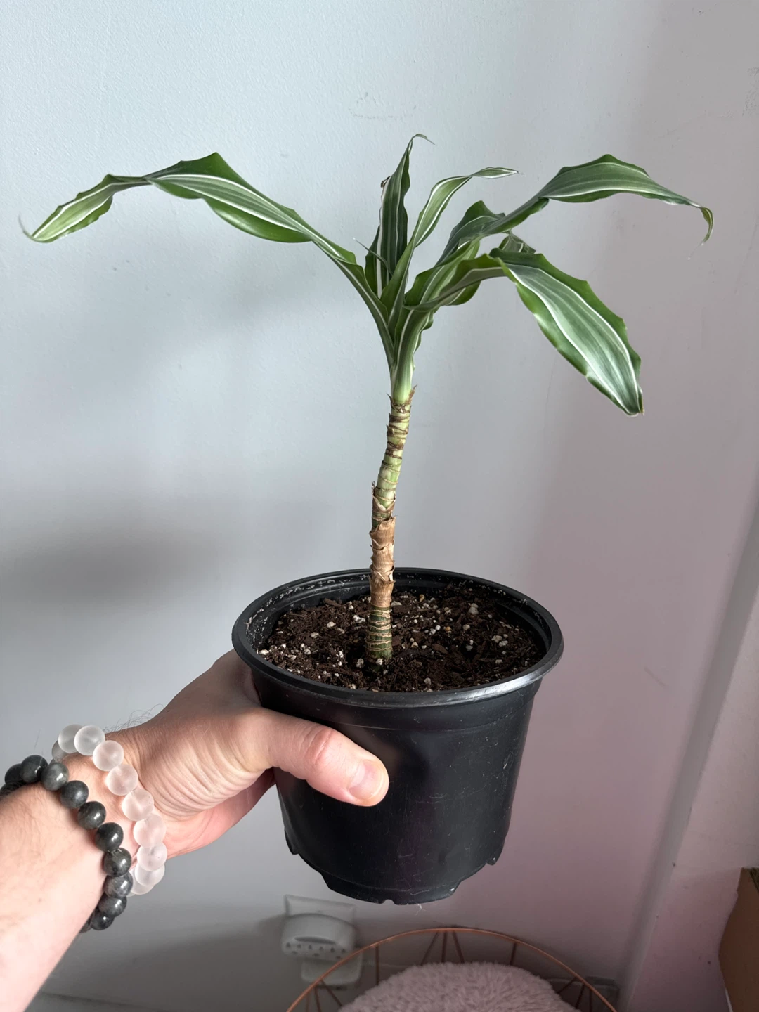 Dracaena Fragrans 'Compacta' Plant