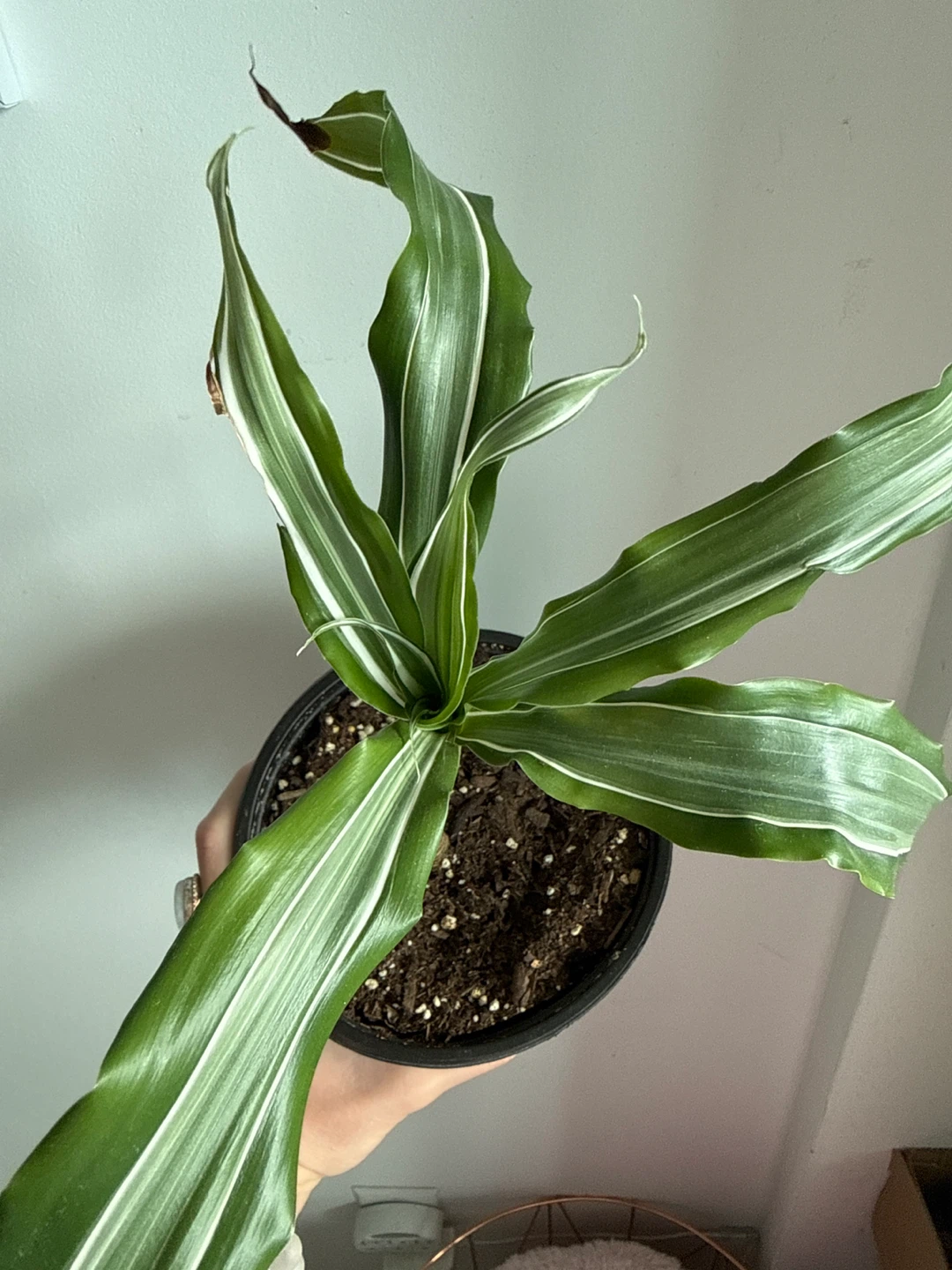 Dracaena Fragrans 'Compacta' Plant - photo 2